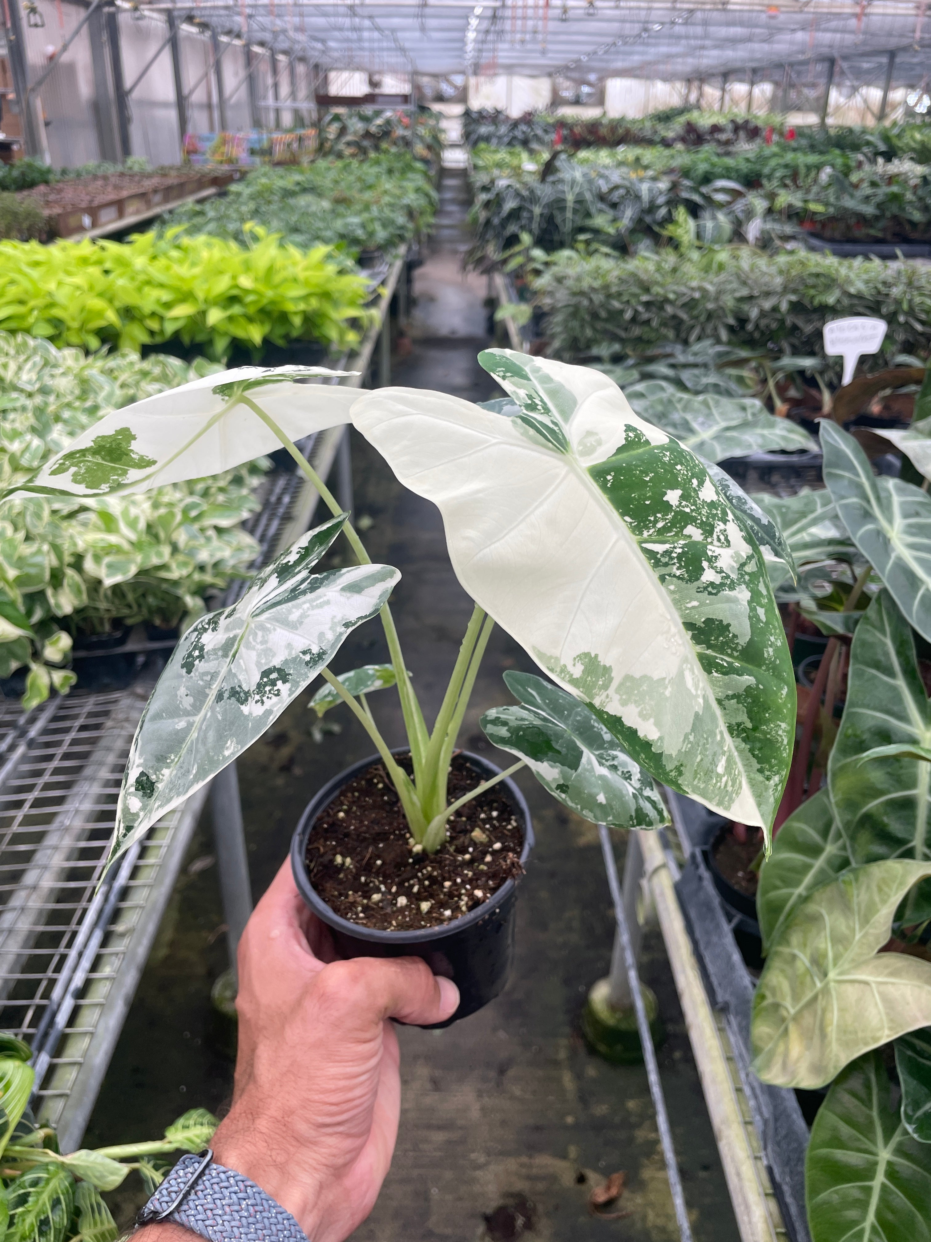 Alocasia Micholitziana 'Frydek' Variegated | 4" Pot | Rare Indoor Tropical Plant